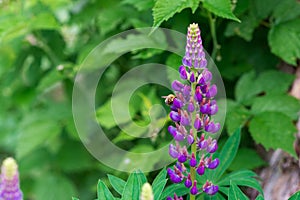 Beautiful colorful blooming lupine flower on a blure green background