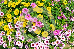 Beautiful colorful blooming petunia background full screen