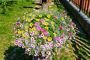 Beautiful colorful blooming petunia background round shape