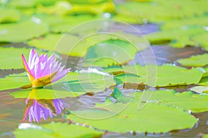 Beautiful colorful blooming pink water lily or lotus flower. with copy space.