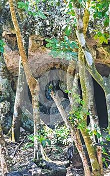 Beautiful colorful blue cenote bird Mot Mot MotMot in Mexico