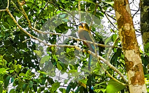 Beautiful colorful blue cenote bird Mot Mot MotMot in Mexico