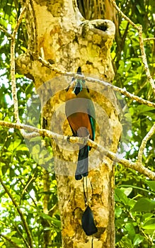 Beautiful colorful blue cenote bird Mot Mot MotMot in Mexico