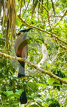 Beautiful colorful blue cenote bird Mot Mot MotMot in Mexico