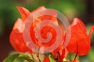 beautiful and colorful bougainvillea flowers are blooming in the garden in springtime, tropical flowering plants