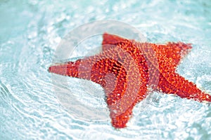 Beautiful colorful bright red starfish