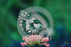 A beautiful and colorful butterfly collects pollen from the flower