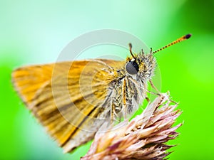Beautiful Colorful Butterfly on Natural Background