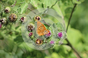 Beautiful colorful butterfly Silver-washed Fritillary on blooming thistle in meadow.Summer day, blurred background