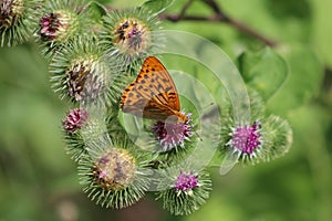 Beautiful colorful butterfly Silver-washed Fritillary on blooming thistle in meadow.Summer day, blurred background