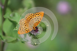 Beautiful colorful butterfly Silver-washed Fritillary on blooming thistle in meadow.Summer day, blurred background