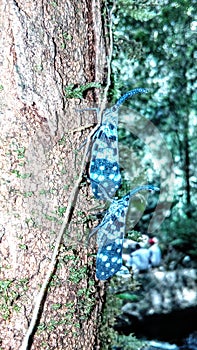 Beautiful and colorful butterfly in sinharaja forest