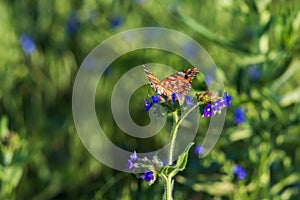 Beautiful colorful butterfly sitting on a blue flower. The background is green. The photo has a nice bokeh.