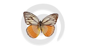 Beautiful colorful butterfly spreads its wings on a white background.