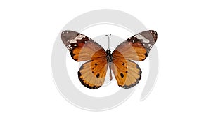 Beautiful colorful butterfly spreads its wings on a white background.