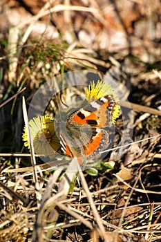 A beautiful colorful butterfly on a spring flower