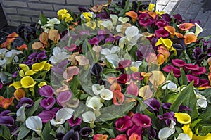 Beautiful colorful calla lilies, different colors flowers