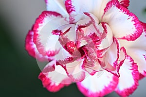 The beautiful colorful carnage flower close up view in my garden