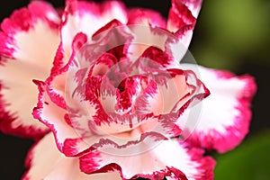 The beautiful colorful carnage flower close up view in my garden photo