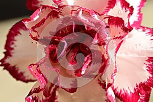 The beautiful colorful carnage flower close up view in my garden photo