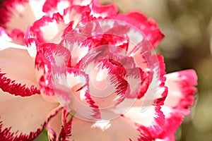 The beautiful colorful carnage flower close up view in my garden photo
