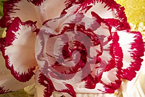 The beautiful colorful carnage flower close up view in my garden photo
