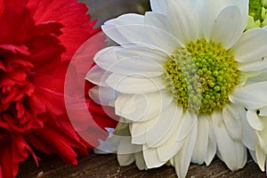 The beautiful colorful carnage flower close up view in my garden photo