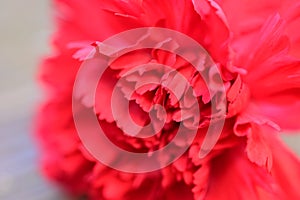 The beautiful colorful carnage flower close up view in my garden photo