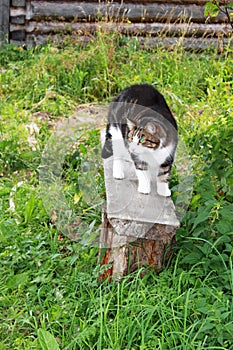 Beautiful colorful cat with green eyes arched its back on a village banch rural scene