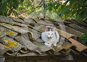 Beautiful colorful cat with two different eyes on a rooftop, rural scene, one blue and one green eye. Cat sitting on roof tiles