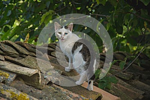 Beautiful colorful cat with two different eyes on a rooftop, rural scene, one blue and one green eye. Cat sitting on roof tiles