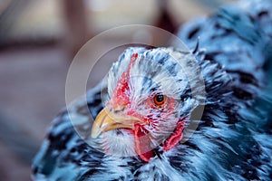 Beautiful colorful chicken. Portrait of a domestic chicken with a scallop and a beard
