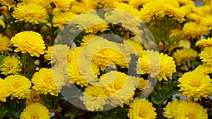 Beautiful and colorful chrysanthemum flower bloom in autumn