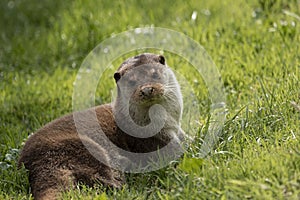 Beautiful colorful close up portrait of Otter Mustelidae Lutrinae on riverbank in late Summer