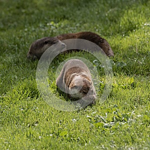 Beautiful colorful close up portrait of Otter Mustelidae Lutrinae on riverbank in late Summer