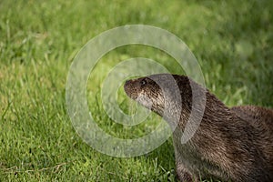 Beautiful colorful close up portrait of Otter Mustelidae Lutrinae on riverbank in late Summer
