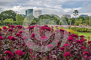 Beautiful and colorful cockscomb flowers in the Vachirabenjatas park in Chatuchak, Bangkok, Thailand