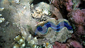 Coral shells and colorful fish