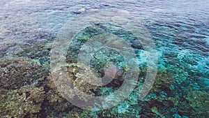 Beautiful colorful corals visible in transparent crystal clear ocean water near Mansuar island in Raja Ampat. West Papua