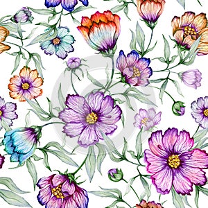 Beautiful colorful cosmos flowers with leaves on white background. Seamless floral pattern. Watercolor painting.