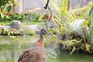 Beautiful colorful crested fireback.