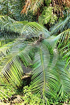 Beautiful and colorful Cyca Rumphii in the garden photo