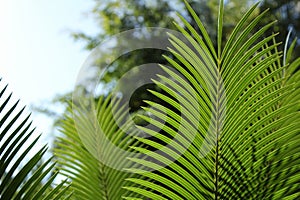 Beautiful and colorful Cyca Rumphii in the garden photo