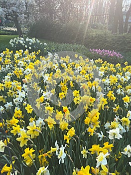 Beautiful colorful daffodil flowers growing in park