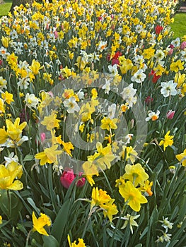 Beautiful colorful daffodil and tulip flowers growing outdoors on sunny day