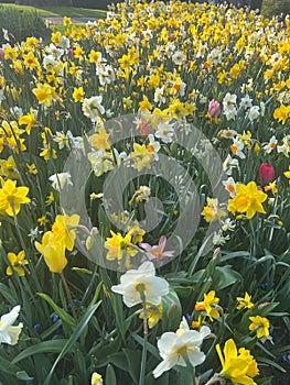 Beautiful colorful daffodil and tulip flowers growing outdoors on sunny day