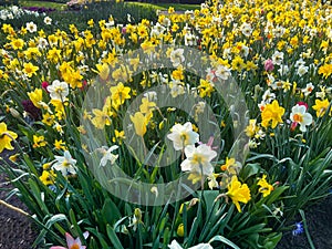 Beautiful colorful daffodil and tulip flowers growing outdoors on sunny day