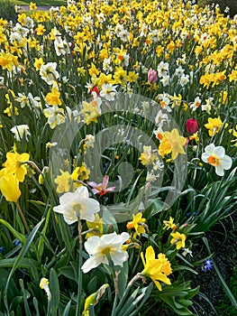 Beautiful colorful daffodil and tulip flowers growing outdoors on sunny day