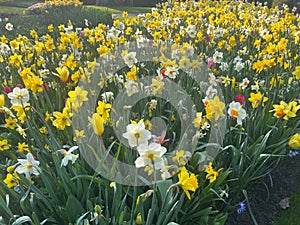 Beautiful colorful daffodil and tulip flowers growing outdoors on sunny day