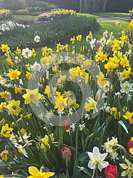 Beautiful colorful daffodil and tulip flowers growing in park